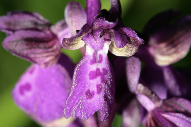 Orchidee della Majella